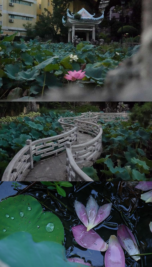 盧廉若公園。人民網(wǎng) 唐佳 攝